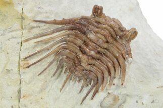 Spiny Trilobite (Kettneraspis) - Black Cat Mountain, Oklahoma #357364