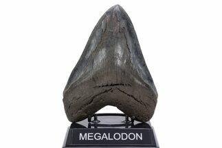 Serrated, Fossil Megalodon Tooth - Giant SC River Meg #357370