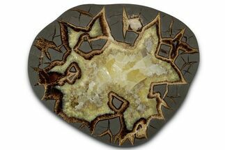 Polished Septarian Slab - Utah #338254