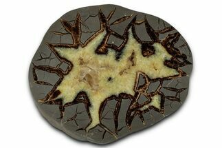 Polished Septarian Slab - Utah #338256