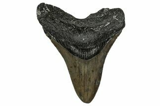 Serrated, Fossil Megalodon Tooth - North Carolina #338570
