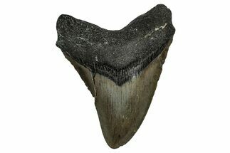 Serrated, Fossil Megalodon Tooth - North Carolina #338576