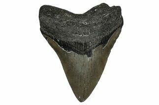 Serrated, Fossil Megalodon Tooth - North Carolina #338577