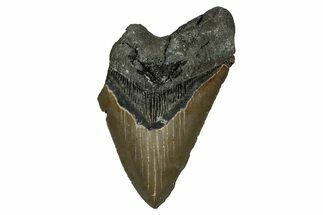 Bargain, Fossil Megalodon Tooth - Serrated Blade #338578