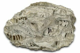 Silurian Dolostone w/ Sparkling Fossil Coral (Fletcheria) - Ohio #346092