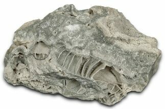 Silurian Dolostone w/ Sparkling Fossil Coral (Fletcheria) - Ohio #346095
