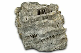 Silurian Dolostone w/ Sparkling Fossil Coral (Fletcheria) - Ohio #346097