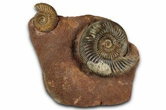 Jurassic Fossil Ammonite (Parkinsonia) Pair - Germany #357376