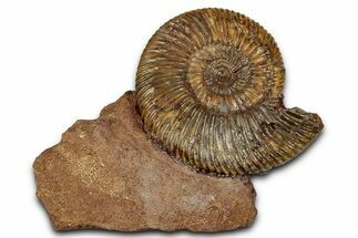 Jurassic Ammonite (Parkinsonia) Fossil - Sengenthal, Germany #357378