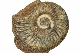 Jurassic Ammonite (Parkinsonia) Fossil - Sengenthal, Germany #357379