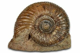 Jurassic Ammonite Fossil - Sengenthal, Germany #357383