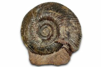 Jurassic Ammonite Fossil - Sengenthal, Germany #357385
