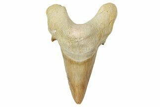 Fossil Shark Tooth (Otodus) - Morocco #353451