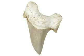 Fossil Shark Tooth (Otodus) - Morocco #353457
