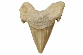 Fossil Shark Tooth (Otodus) - Morocco #353463