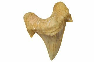 Fossil Shark Tooth (Otodus) - Morocco #353465