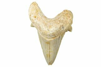 Fossil Shark Tooth (Otodus) - Morocco #353468