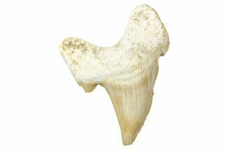 Fossil Shark Tooth (Otodus) - Morocco #353471