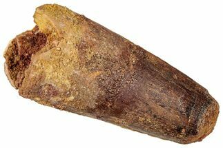 Fossil Spinosaurus Tooth - Feeding Worn Tip #357420