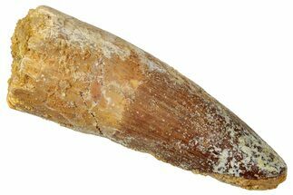 Fossil Spinosaurus Tooth - Real Dinosaur Tooth #357427