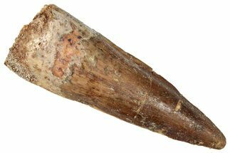 Fossil Spinosaurus Tooth - Real Dinosaur Tooth #357441