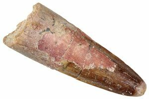 Dent de Spinosaurus Fossile (Maroc) - 100% Naturelle