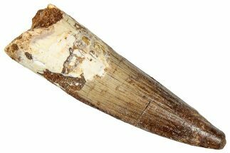 Fossil Spinosaurus Tooth - Real Dinosaur Tooth #357474