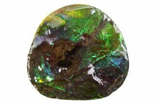 Iridescent Ammolite (Fossil Ammonite Shell) - Alberta #357449