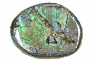 Iridescent Ammolite (Fossil Ammonite Shell) - Alberta #357453