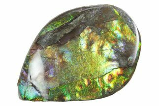 Iridescent Ammolite (Fossil Ammonite Shell) - Alberta #357457