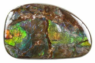 Iridescent Ammolite (Fossil Ammonite Shell) - Alberta #357463