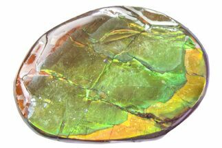 Iridescent Ammolite (Fossil Ammonite Shell) - Alberta #357487