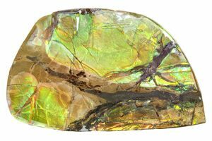 Huge Greenops Widderensis From Arkona (#4682) For Sale - FossilEra.com
