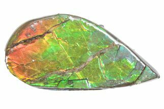 Iridescent Ammolite (Fossil Ammonite Shell) - Alberta #357492