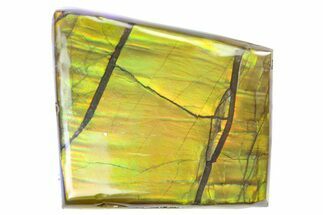 Iridescent Ammolite (Fossil Ammonite Shell) - Alberta #357497