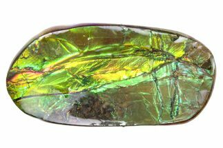 Iridescent Ammolite (Fossil Ammonite Shell) - Alberta #357499