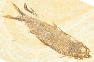 Detailed Fossil Fish (Knightia) - Wyoming #357511