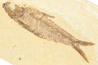 Detailed Fossil Fish (Knightia) - Wyoming #357515