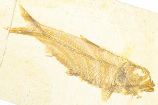 Detailed Fossil Fish (Knightia) - Wyoming #357542