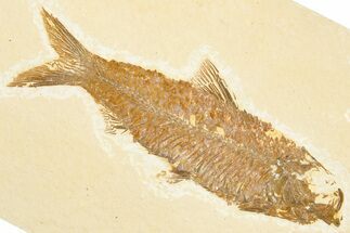 Detailed Fossil Fish (Knightia) - Wyoming #357544