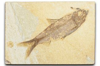 Detailed Fossil Fish (Knightia) - Wyoming #357552