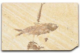 Detailed Fossil Fish (Knightia) - Wyoming #357556