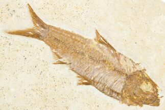 Detailed Fossil Fish (Knightia) - Wyoming #357557