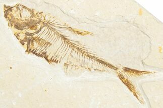 Detailed Fossil Fish (Diplomystus) - Wyoming #357559