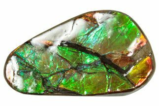 Flashy Ammolite (Fossil Ammonite Shell) - Rainbow Colored #357605