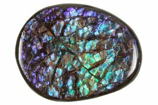 Flashy Ammolite (Fossil Ammonite Shell) - Greens & Purples #357625