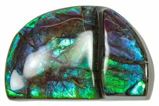 Flashy Ammolite (Fossil Ammonite Shell) - Greens & Purples #357628