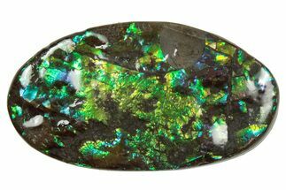 Flashy Ammolite (Fossil Ammonite Shell) - Greens & Blues #357638