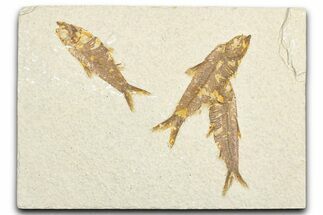 Limestone with Three Fossil Fish (Knightia) - Wyoming #357647