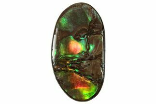 Flashy Ammolite (Fossil Ammonite Shell) - Greens & Oranges #357650